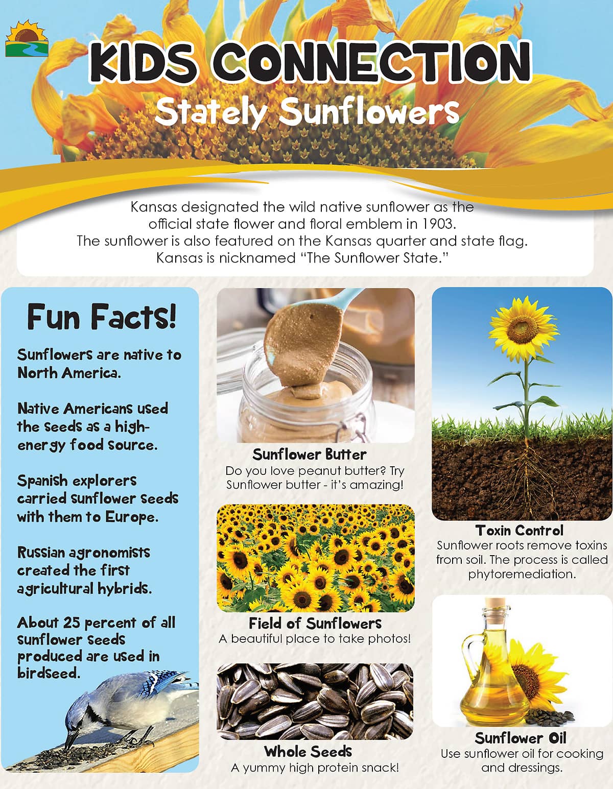 Sunflower Magazine